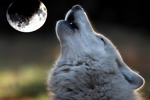 Howling Hudson Bay Wolf (Canis lupus hudsonicus)