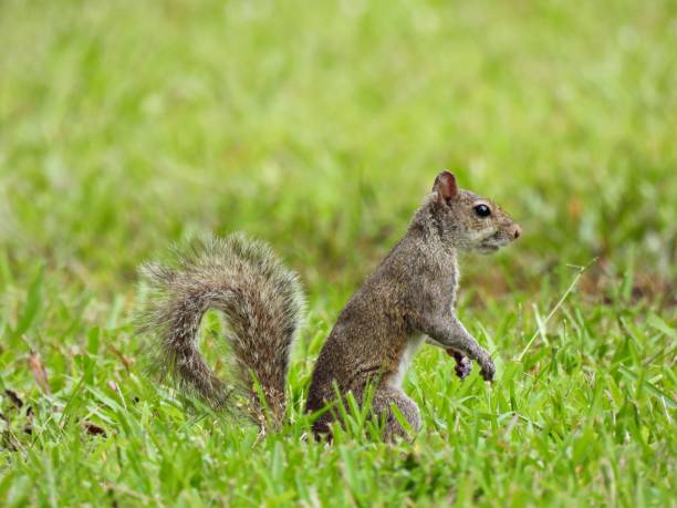 istock Gray Squirrel  (Sciurus carolinensis) - in a sitting position in the grass 1520343212