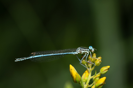 a blue feather dragonfly sits on a yellow flower in summer. The insect turns its head slightly to the side. The background is green. There is space for text