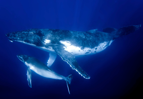 Image of a humpback whale mother and calf. Vava'u Tonga.