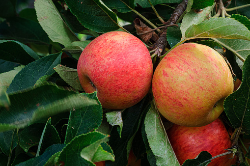 Low angle close-up view of organic red apples ripening on an apple tree.\n\nTaken In Santa Cruz, California, USA.