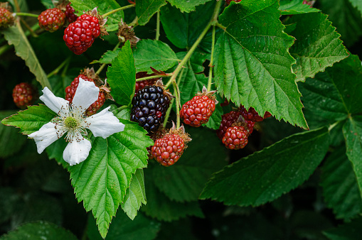 Close-up of ripening blackberries, on the vine. under a protective canopy.\n\nTaken in Watsonville, California, USA.