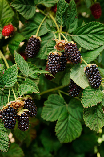 Close-up of ripening blackberries, on the vine. under a protective canopy.

Taken in Watsonville, California, USA.