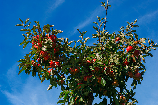 Low angle view of organic red apples growing on an apple tree with clouds in background.\n\nTaken In Santa Cruz, California, USA.