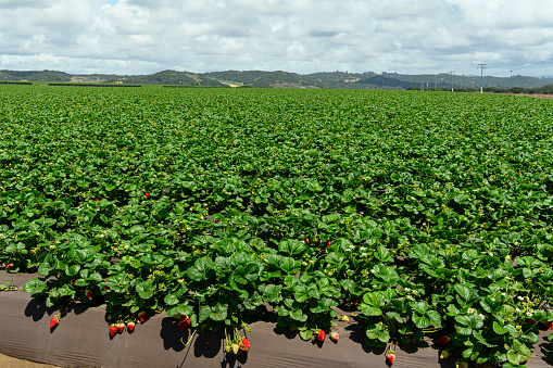 Strawberry fields in Cyprus 