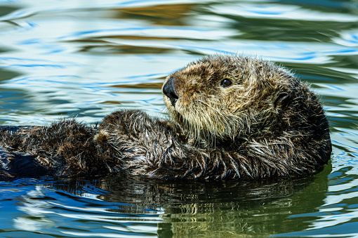 Close-up wild sea otter (Enhydra lutris) resting, while floating on his back. There are small ripples in the water reflecting the sky and clouds above the bay.\n\nTaken in Moss Landing, California. USA