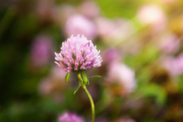 istock Red clover flower Trifolium pratense close-up. 1520381438