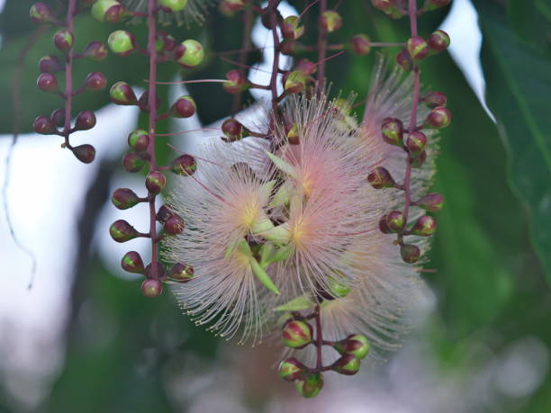 flowers of sagaribana or barringtonia racemosa or powder-puff tree in the morning in ishigaki island, okinawa, japan - powder puff imagens e fotografias de stock