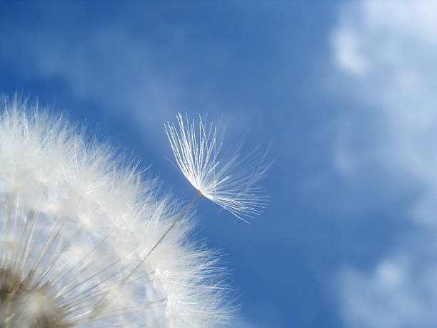 istock Dandelion seeds against blue sky with clouds 152040147