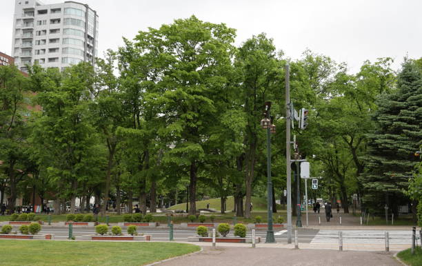 Sapporo, Japan - May 30, 2023: Looking east near Odori Avenue. Lush foliage along Odori Park in downtown Sapporo. Overcast skies in springtime over Chuo Ward.