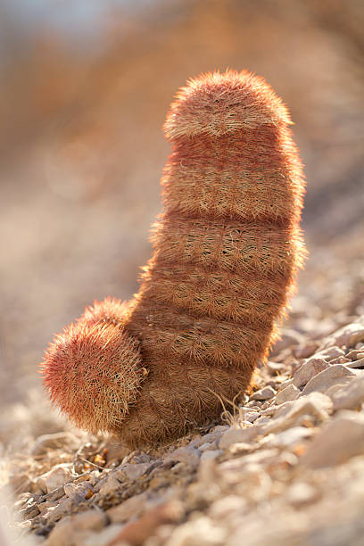 E. reichenbachii cactos no formato de male Genitália de. - foto de acervo