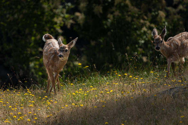 istock Twin Fawns 1520421467