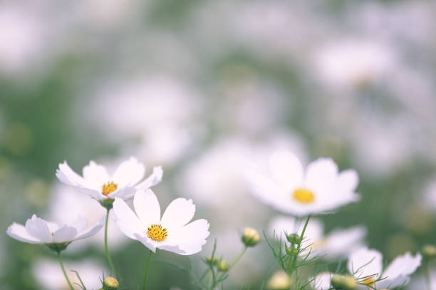 ホワイトの花」、「Cosmos 」