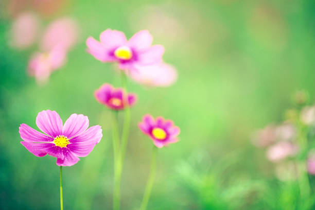Pink  Cosmos Flowers In The Garden