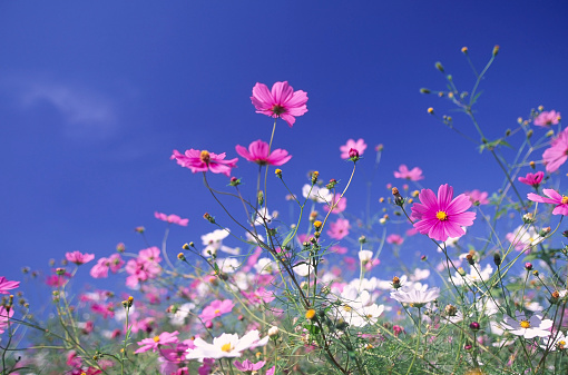 cosmos flower under blue sky view at low angle
