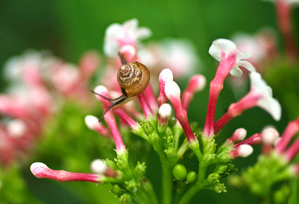 snail stock photo