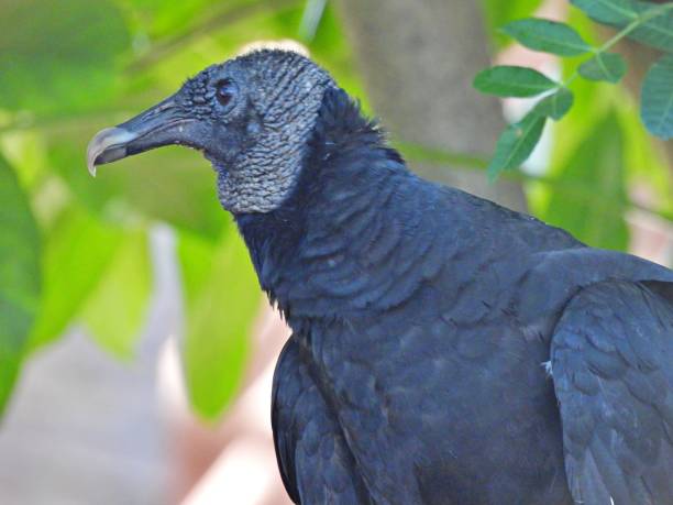 istock Black Vulture (Coragyps atratus) - portrait 1520474773