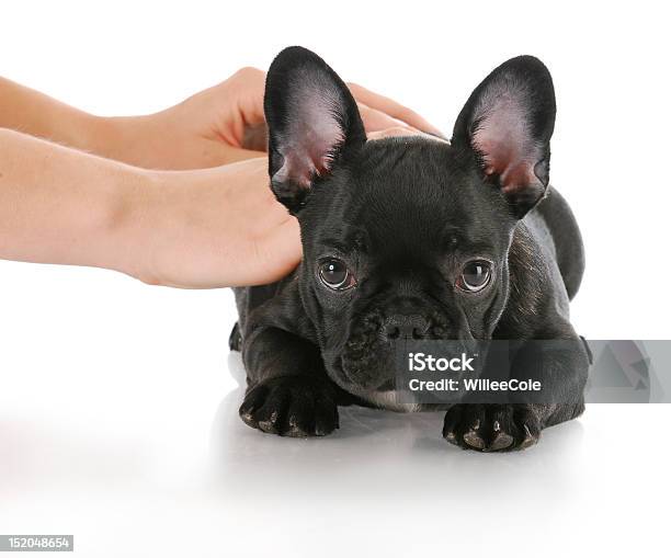 Photo libre de droit de Chien En Cours banque d'images et plus d'images libres de droit de Animaux de compagnie - Animaux de compagnie, Animaux domestiques, Apprentissage