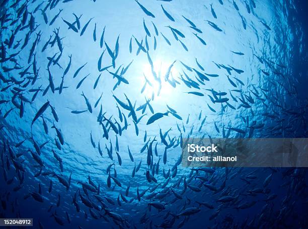 深い青色 - インド太平洋のストックフォトや画像を多数ご用意 - インド太平洋, エコツーリズム, カラフル
