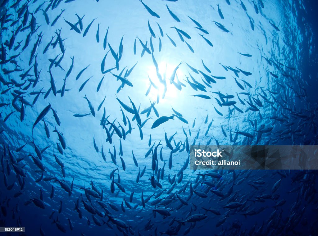Deep azul - Foto de stock de Animal royalty-free