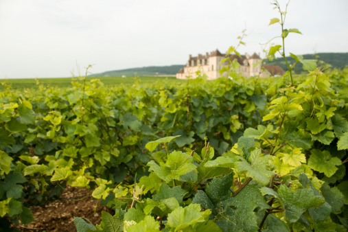 Vineyard Clos de Vougeot Chateau Bourgogne Burgundy France focus on foreground