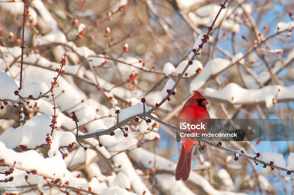 Close-up of red cardinal perched on a tree branch in winter Cardinal in Virginia after major snowstorm in February 2010 Winter Stock Photo