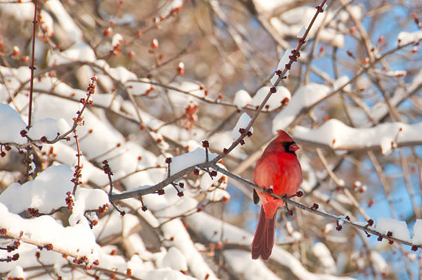 Close-up of red cardinal perched on a tree branch in winter Cardinal in Virginia after major snowstorm in February 2010 northern cardinal photos stock pictures, royalty-free photos & images