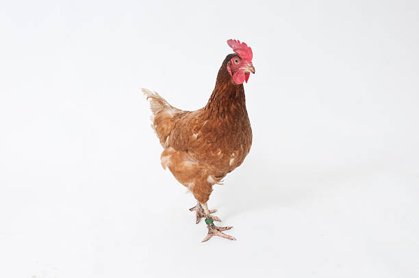 Hen on white background Adult hen or chicken on a plain white background. Healthy ex-battery hen. battery hen stock pictures, royalty-free photos & images