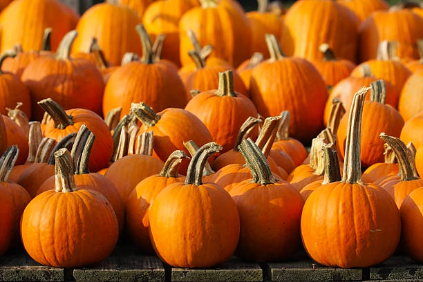 istock Pile of pumpkins 152049772