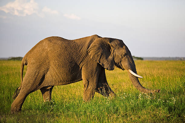 istock African elephant in the Serengeti 152050225