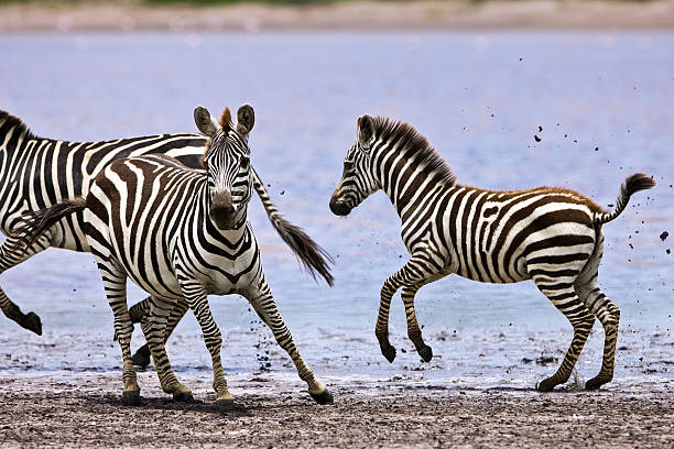 istock Zebras in the Serengeti 152050247