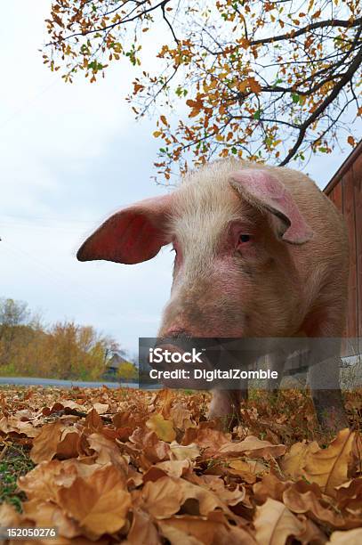 돼지 먹이기 0명에 대한 스톡 사진 및 기타 이미지 - 0명, 가을, 가축