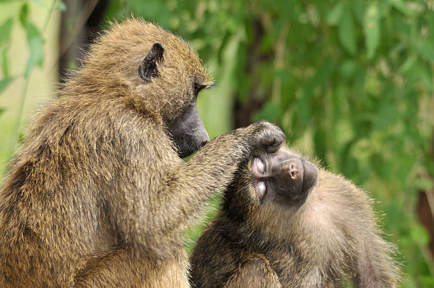 Due si aggirano liberi babbuini cura di ogni altro - foto stock