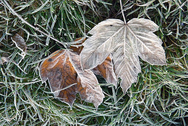 Fallen leaves stock photo