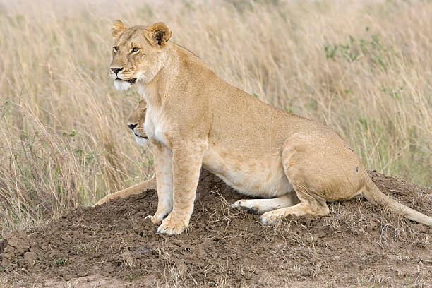 Deux Lionne au Kenya - Photo