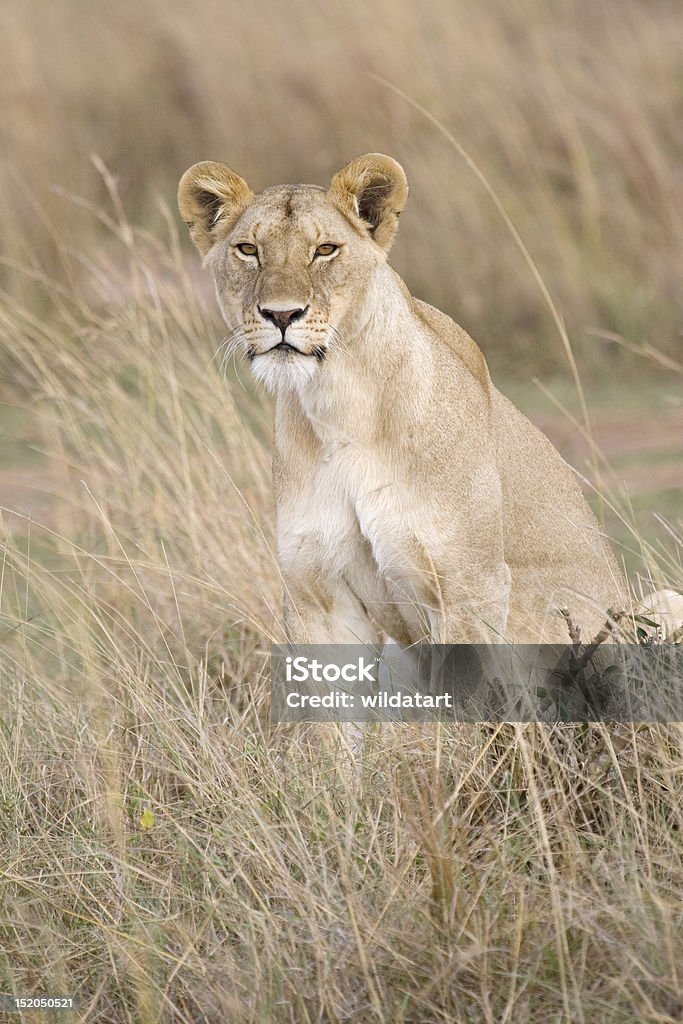 Leoa em África. - Foto de stock de Animais caçando royalty-free