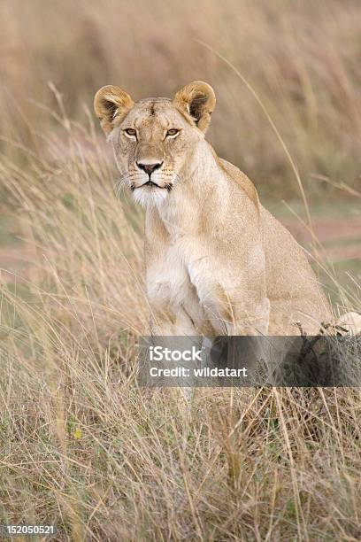 Foto de Leoa Em África e mais fotos de stock de Animais caçando - Animais caçando, Animais de Safári, Animal