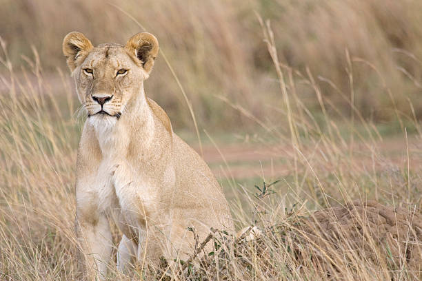 Lionne en Afrique. - Photo