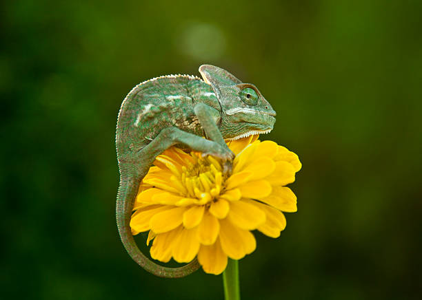 Female fischer chameleon hanging on a tree branch.