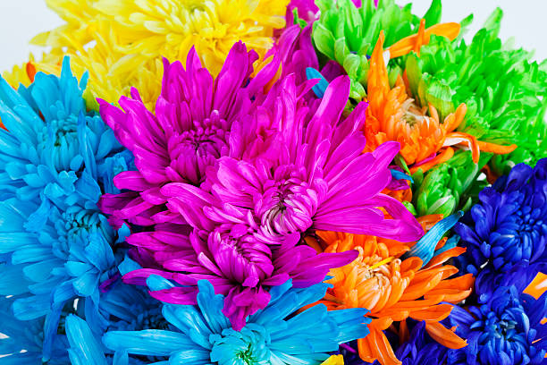 Colorful Daisy Flower Background stock photo