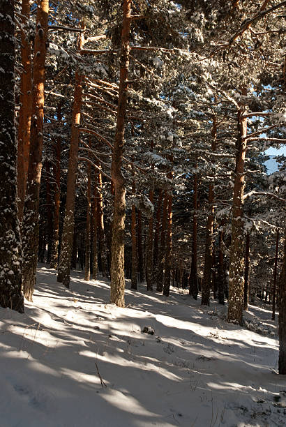 istock winter snow and ice on forest tree seasonal 152051119