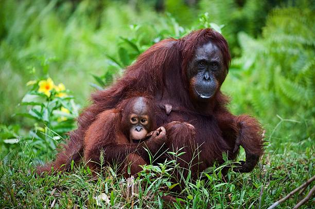 istock Female orangutan with the baby on a grass. 152051189