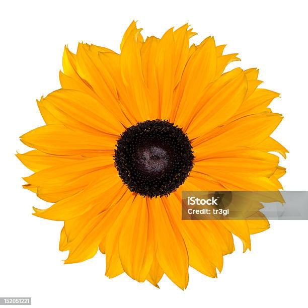 Gelbe Blume Abstrakt Isoliert Auf Weißem Hintergrund Stockfoto und mehr Bilder von Baumblüte