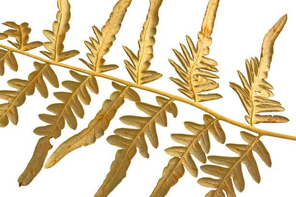 istock branch dry fern 152053130