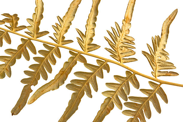 branch dry fern stock photo