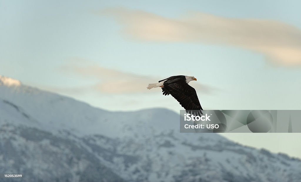 Flying águila calva. - Foto de stock de Aire libre libre de derechos