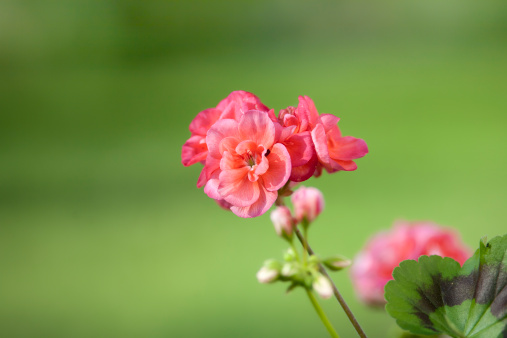 Closeup of geranium on green background