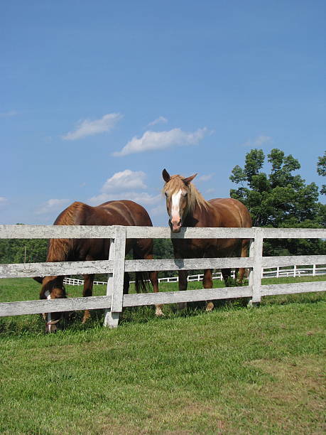 istock Horses and White Fence 152055637