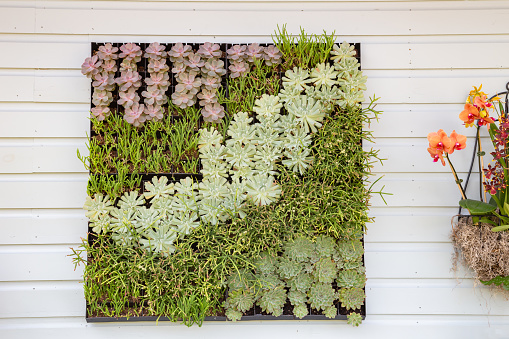 An outdoor display of live succulents encased in a frame planter and hung on the wall.