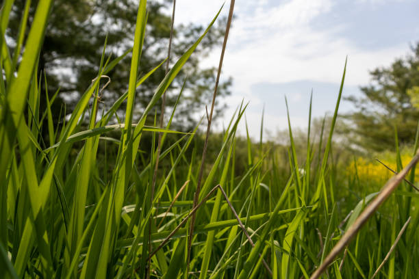 istock Green grass blades close up background - blurred background 1520566397